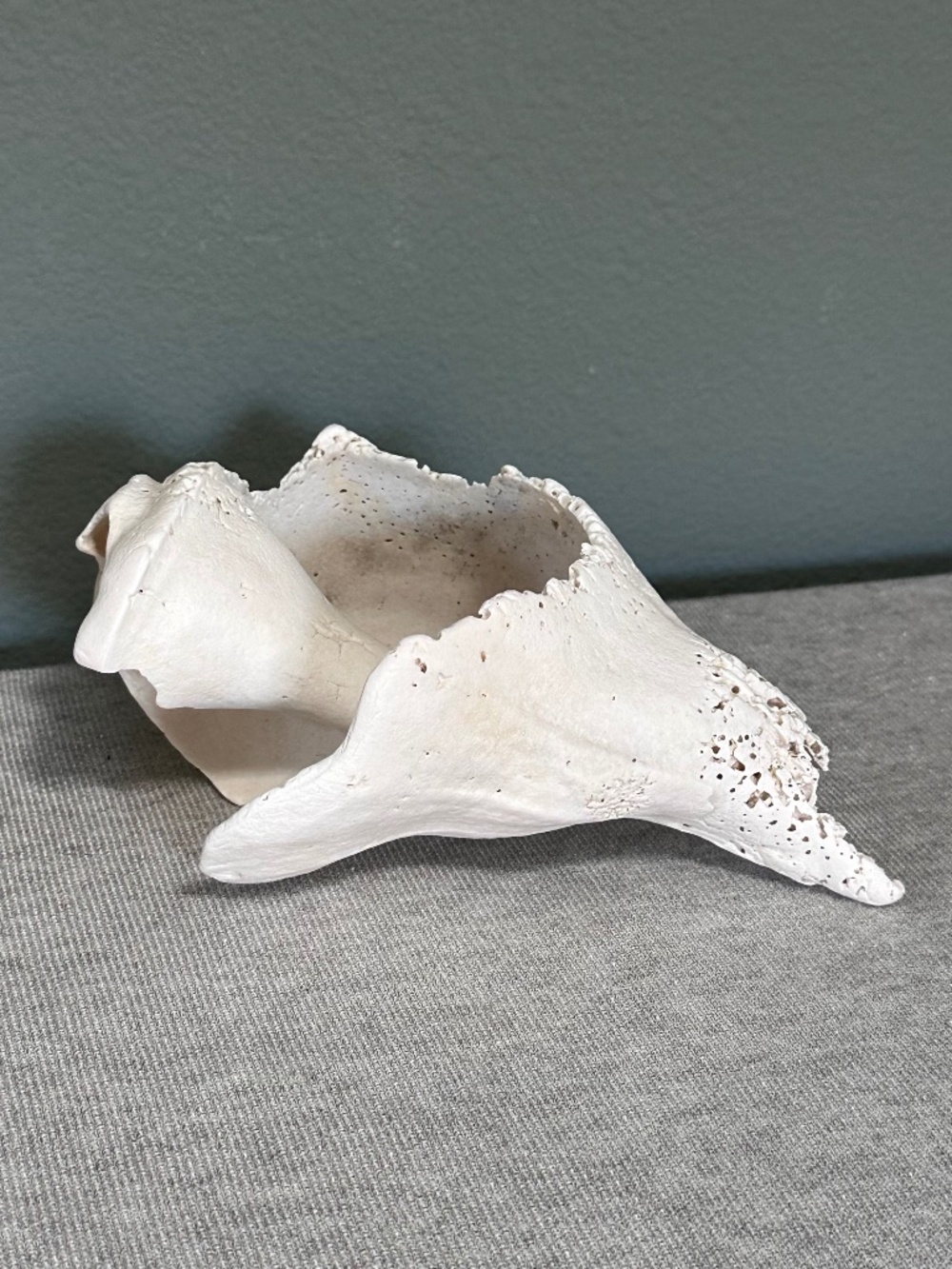 Large Natural Conch Sea Shell-Home Decor